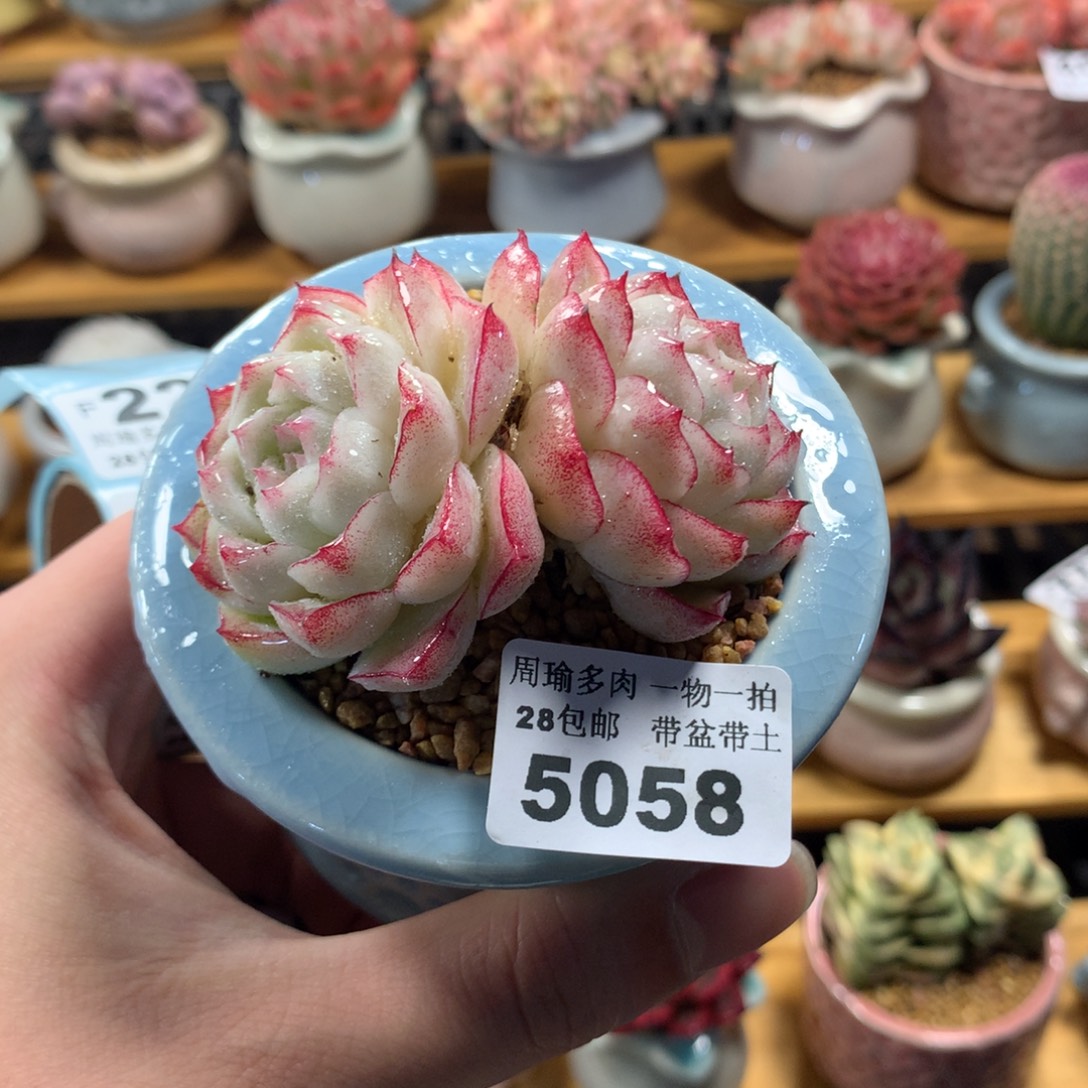 5厘米盆精控多肉5058
