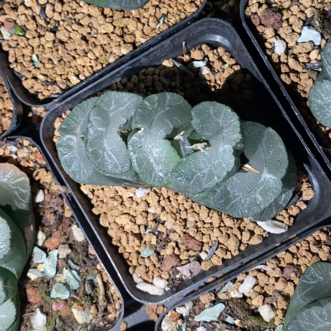 一颗牛逼玉扇 高货 元旦福利