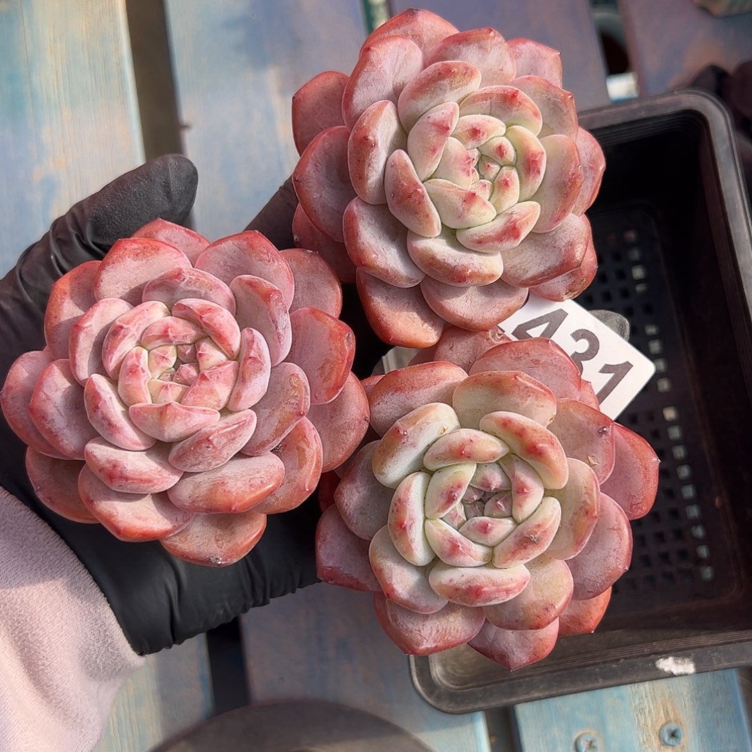 2431，三个单头雪天使老庄