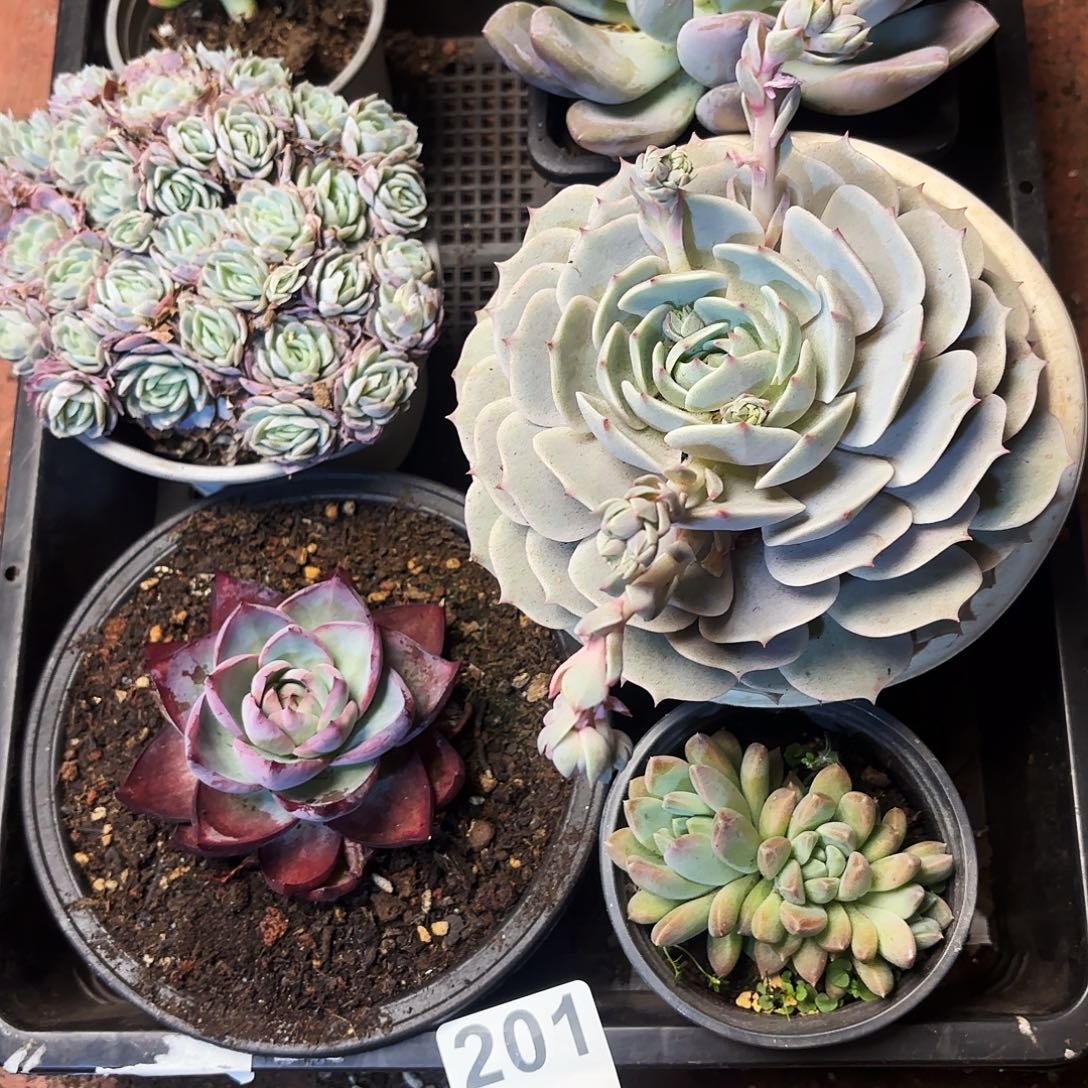 多肉植物宽拍二零幺号