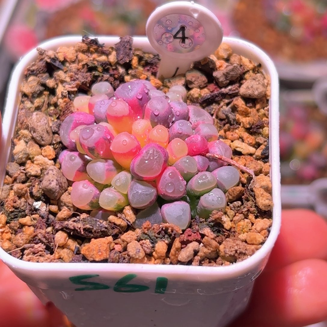 4号五十铃玉锦多肉植物锦一物一拍带盆土发货