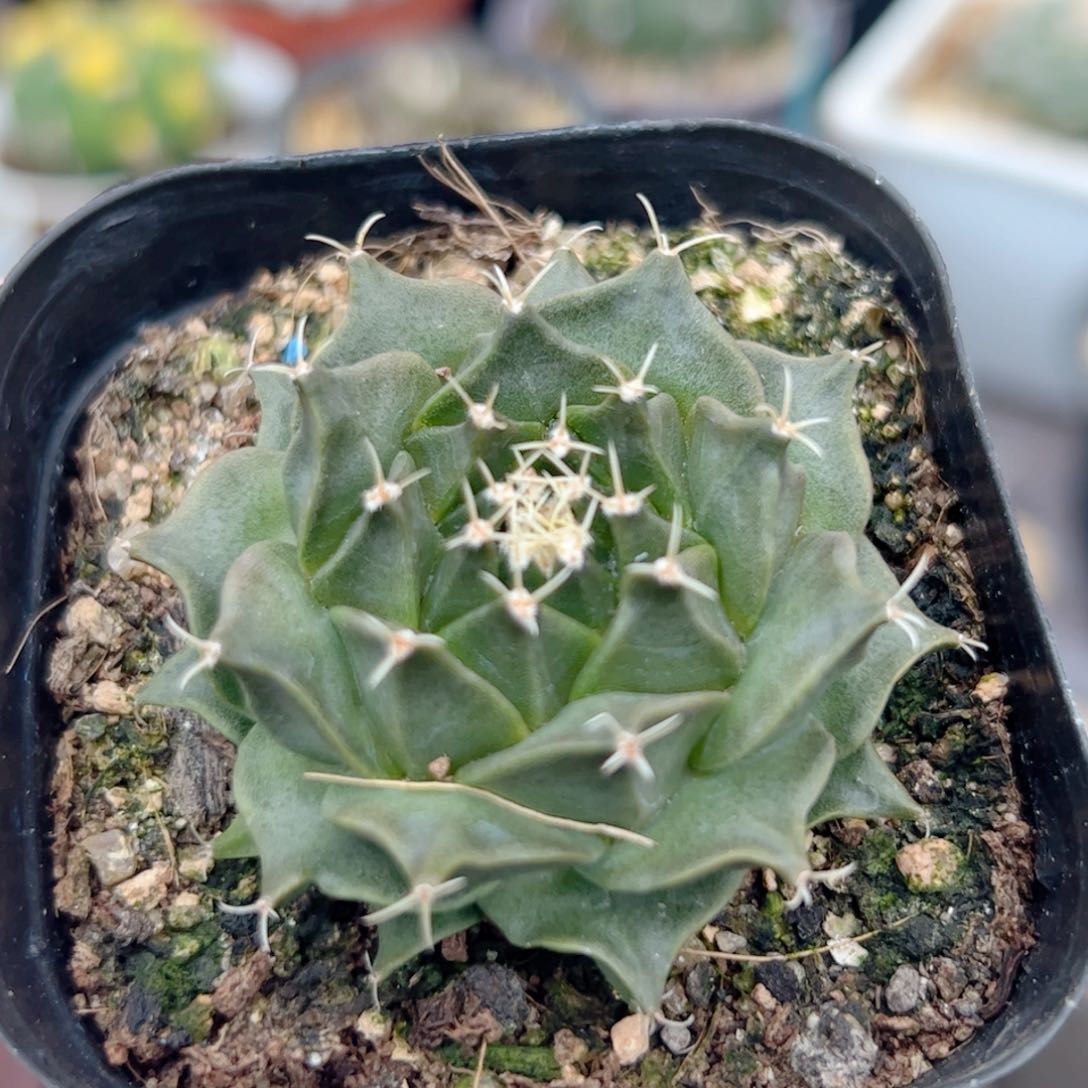 实生 帝冠仙人球