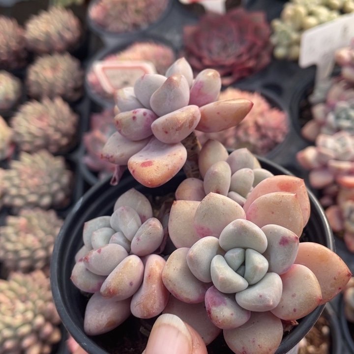 花斑鹿12.88888888