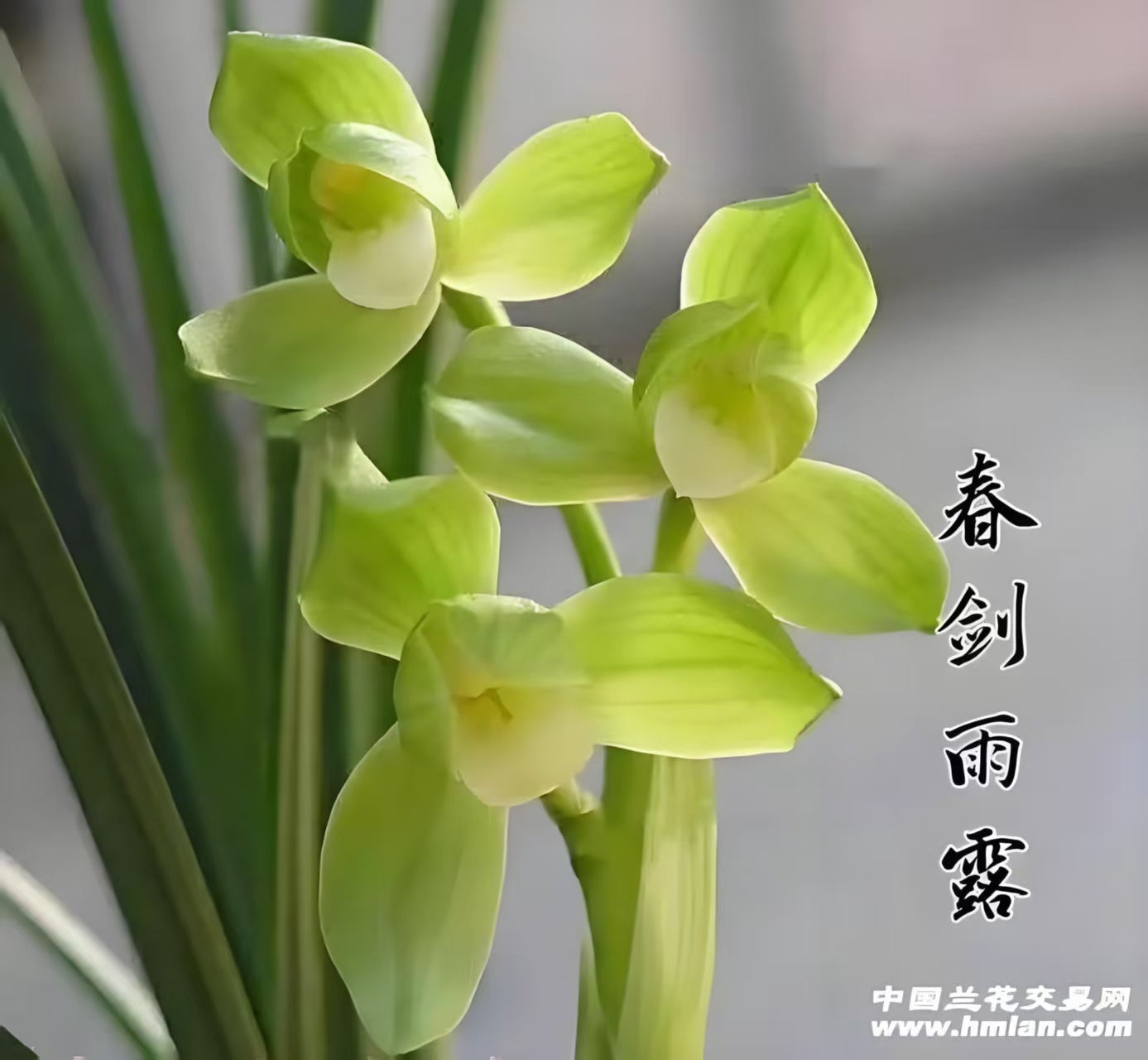 春剑雨露   素花荷瓣
