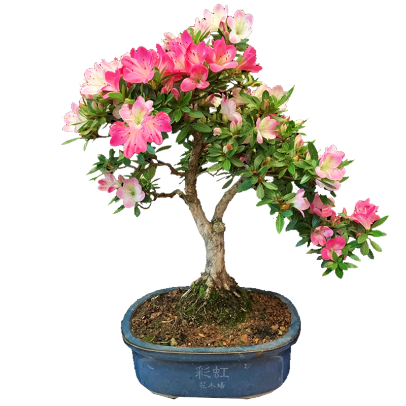 日本皋月杜鹃碧空盆栽四季开花好养室内外绿植花卉
