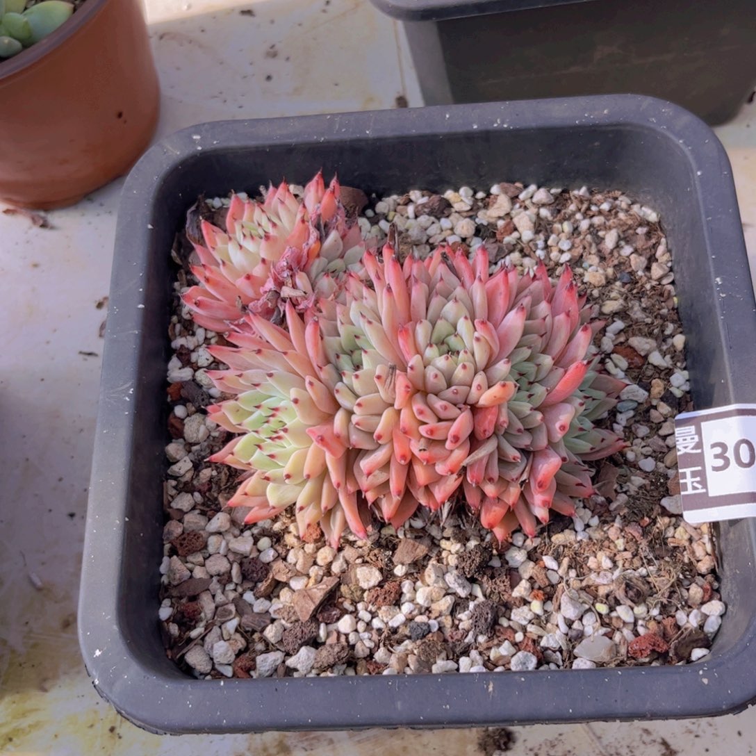 绿爪朵朵多肉30179