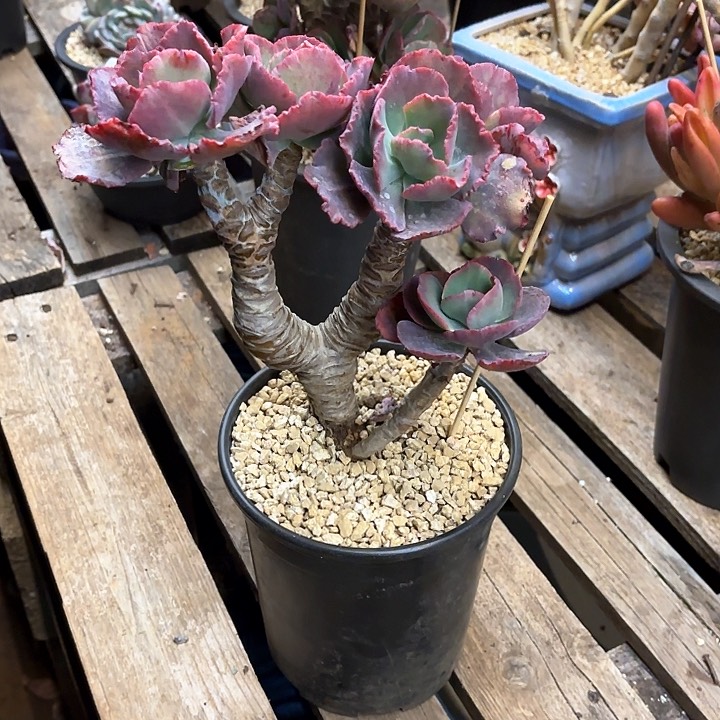 多肉植物，舞会红群