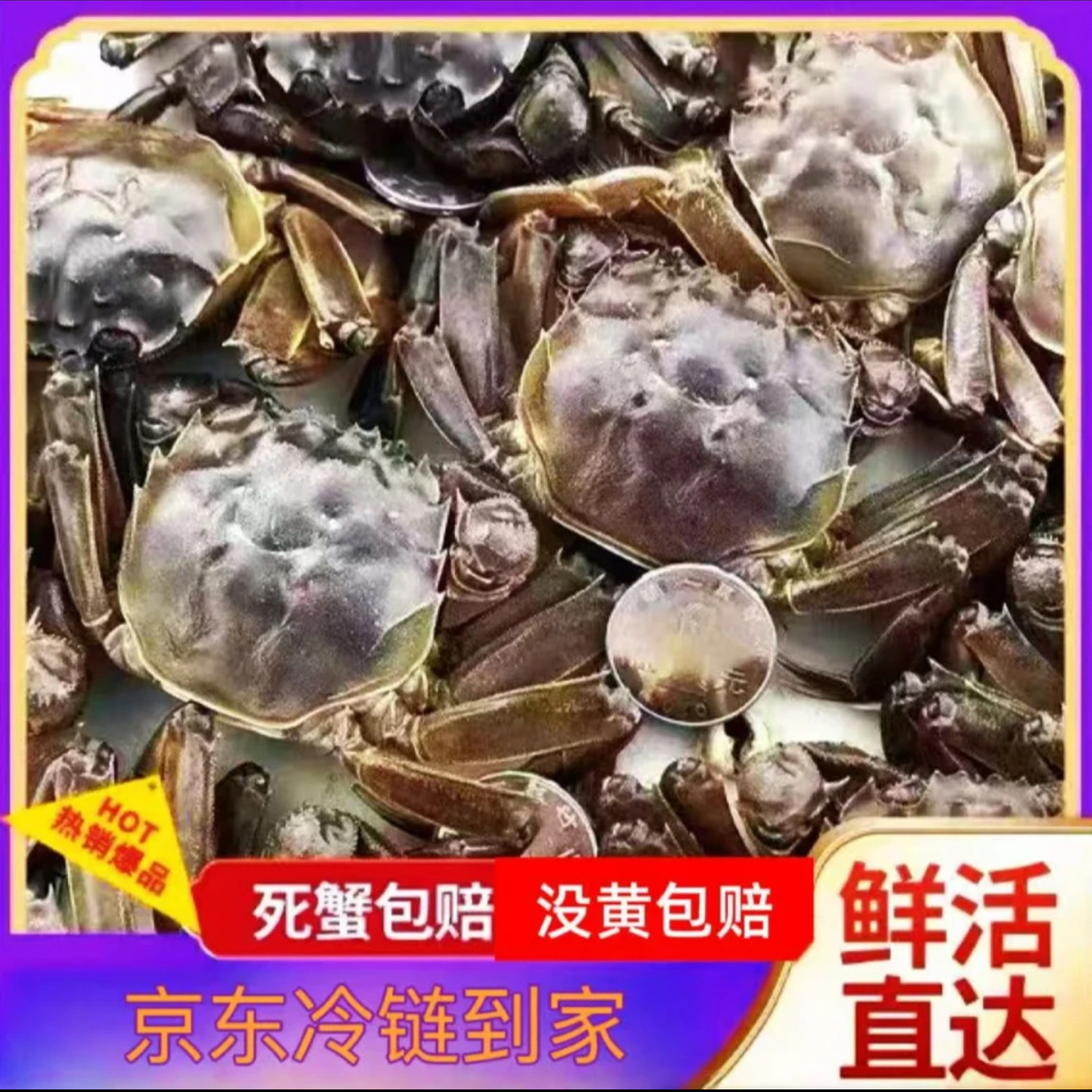 【活蟹】盘锦河蟹 全母蟹 1.4-1.6两/只 拍10只送1只