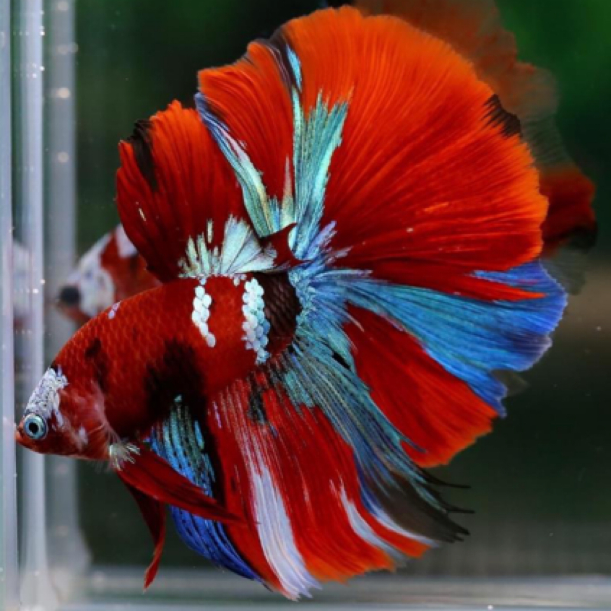 (545-572)号泰国斗鱼仙女款半月纯白超美粉白懒人网红宠物热带鱼