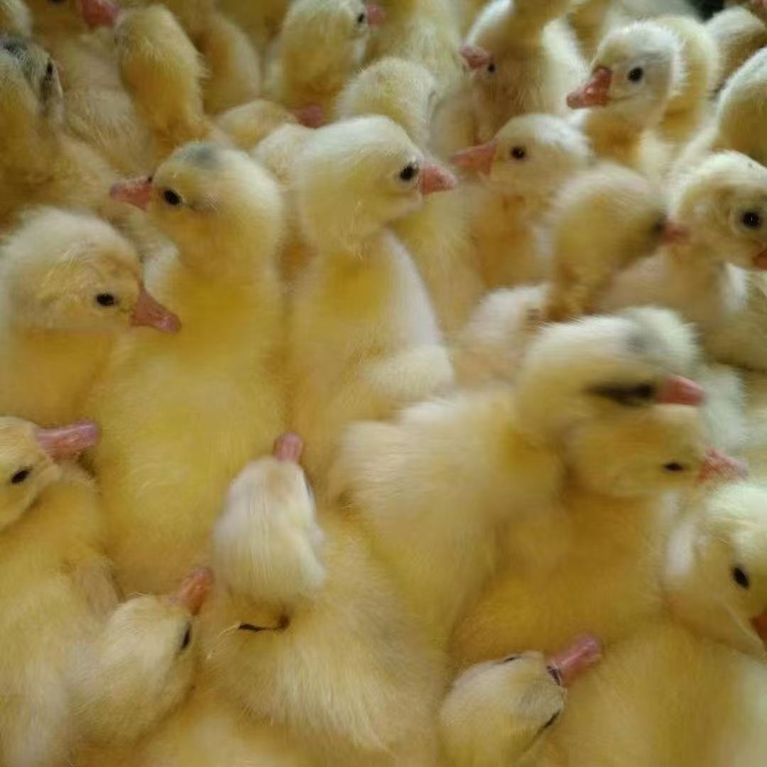 大三花肉鹅/宠物/顺丰包邮到家