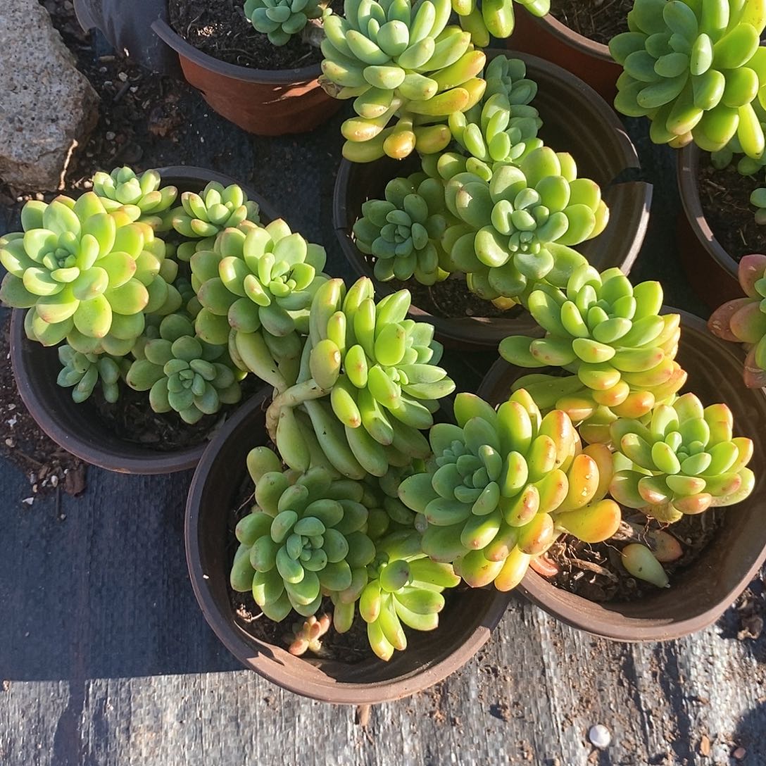 小香格里拉3盆多肉植物