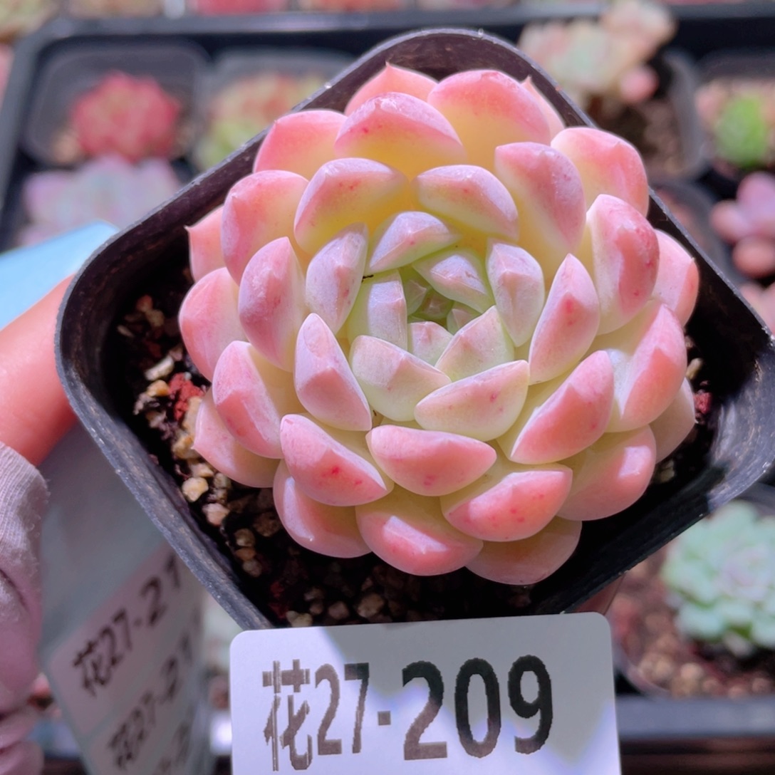 花利美27-209新品