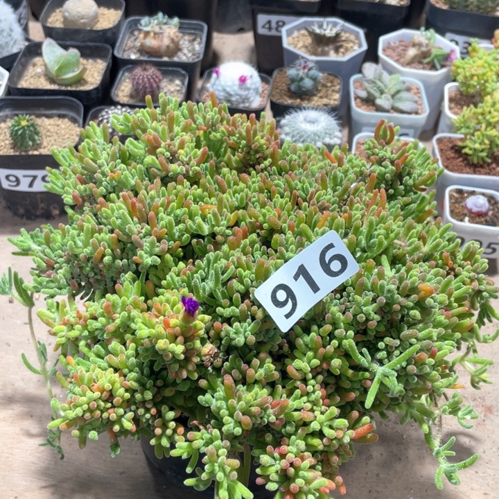 916超大枝干番杏