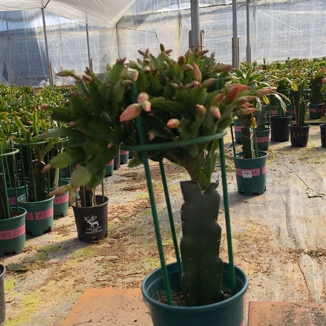 完全开放329嫁接2228