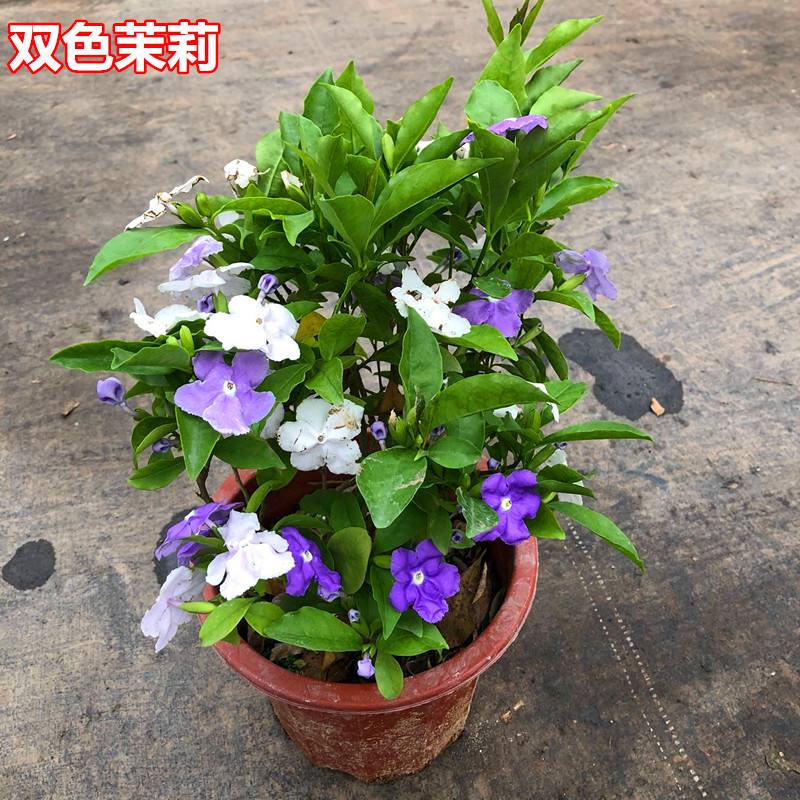 双色鸳鸯茉莉盆栽四季好养香味浓郁室内观赏花卉绿植