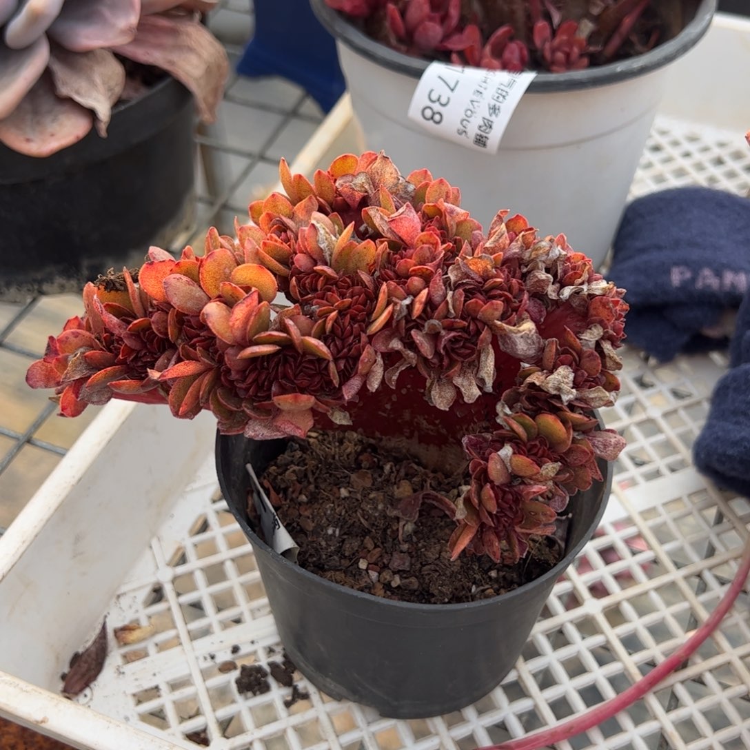 糖果缀一物一拍1883