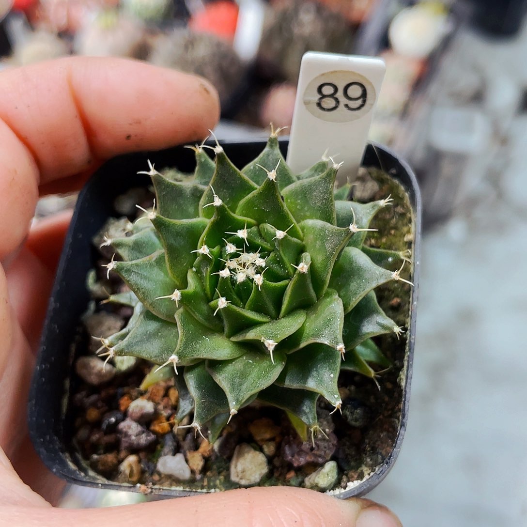 非偏远地区满25包邮仙人球