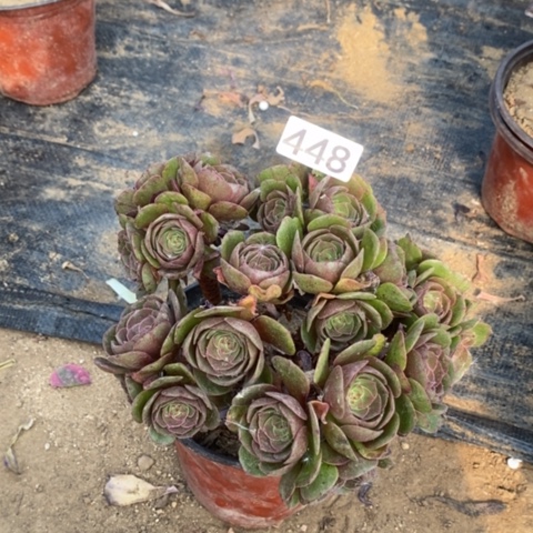 红心万圣节一物一拍