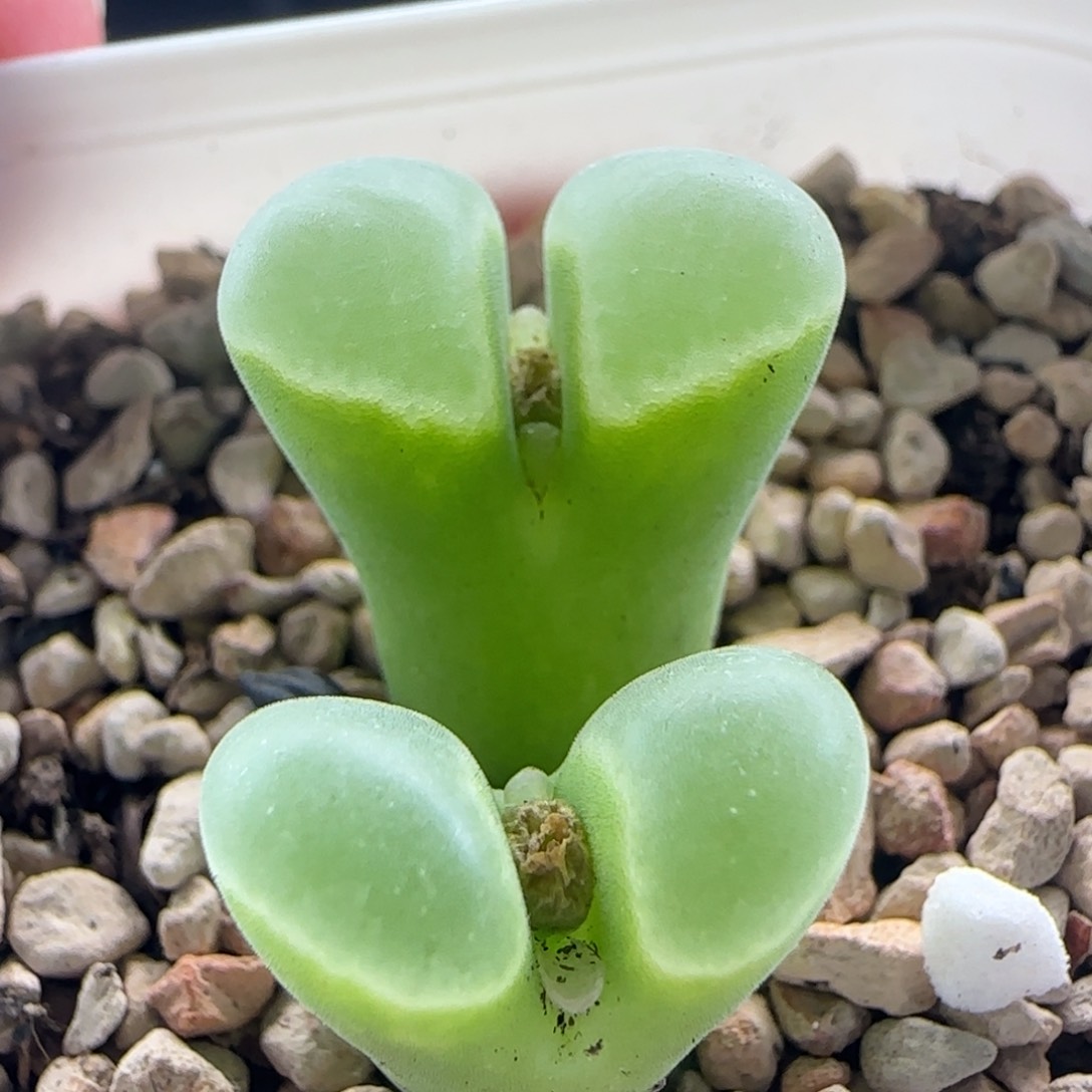 2.15.74/msg 2151极窗