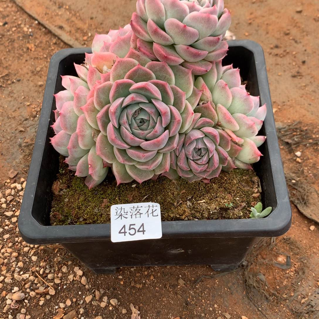 精品多肉植物454