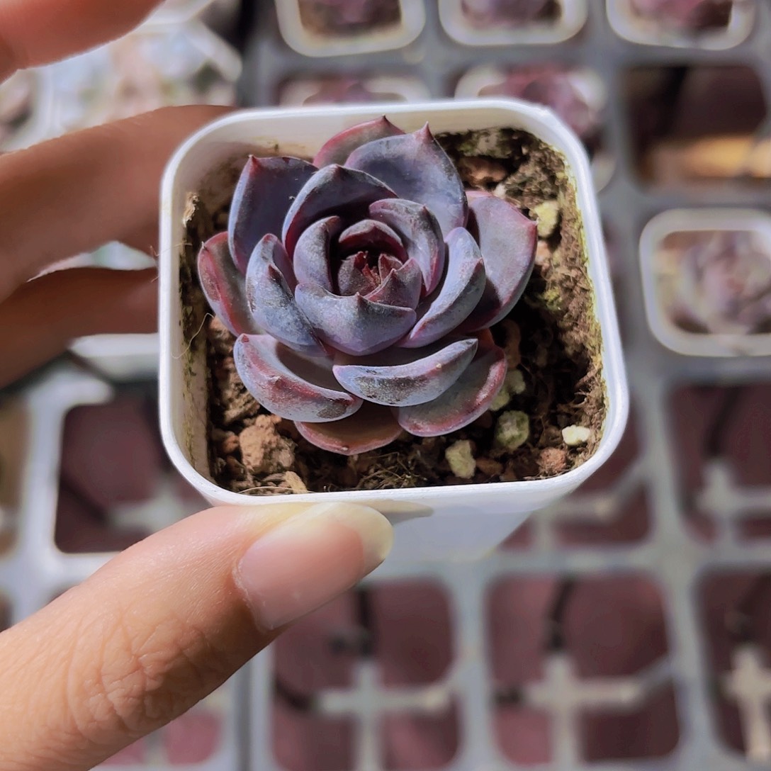 精品黑橙多肉植物