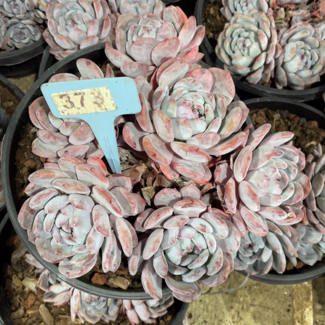 373号星影群生多头