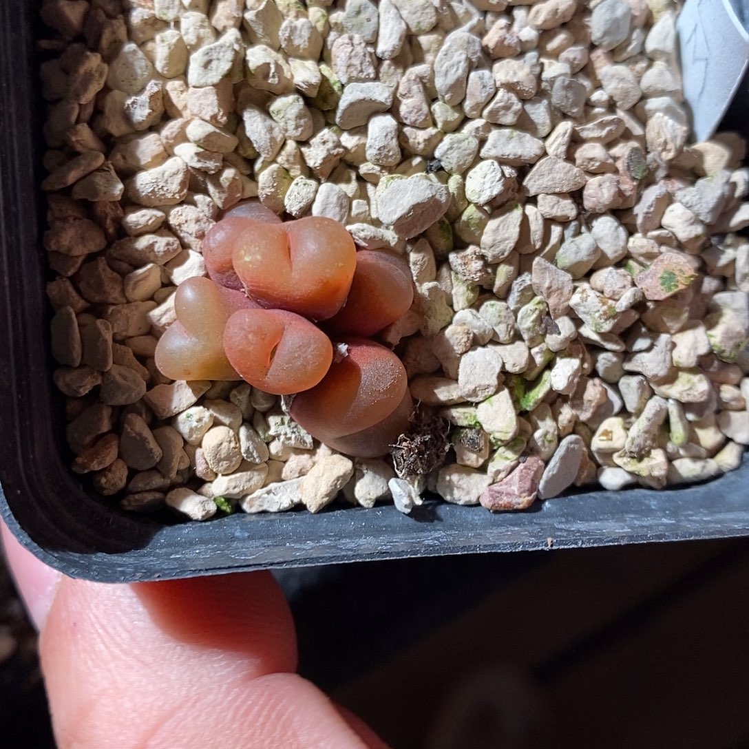 25386。  六头吕毛福利。 