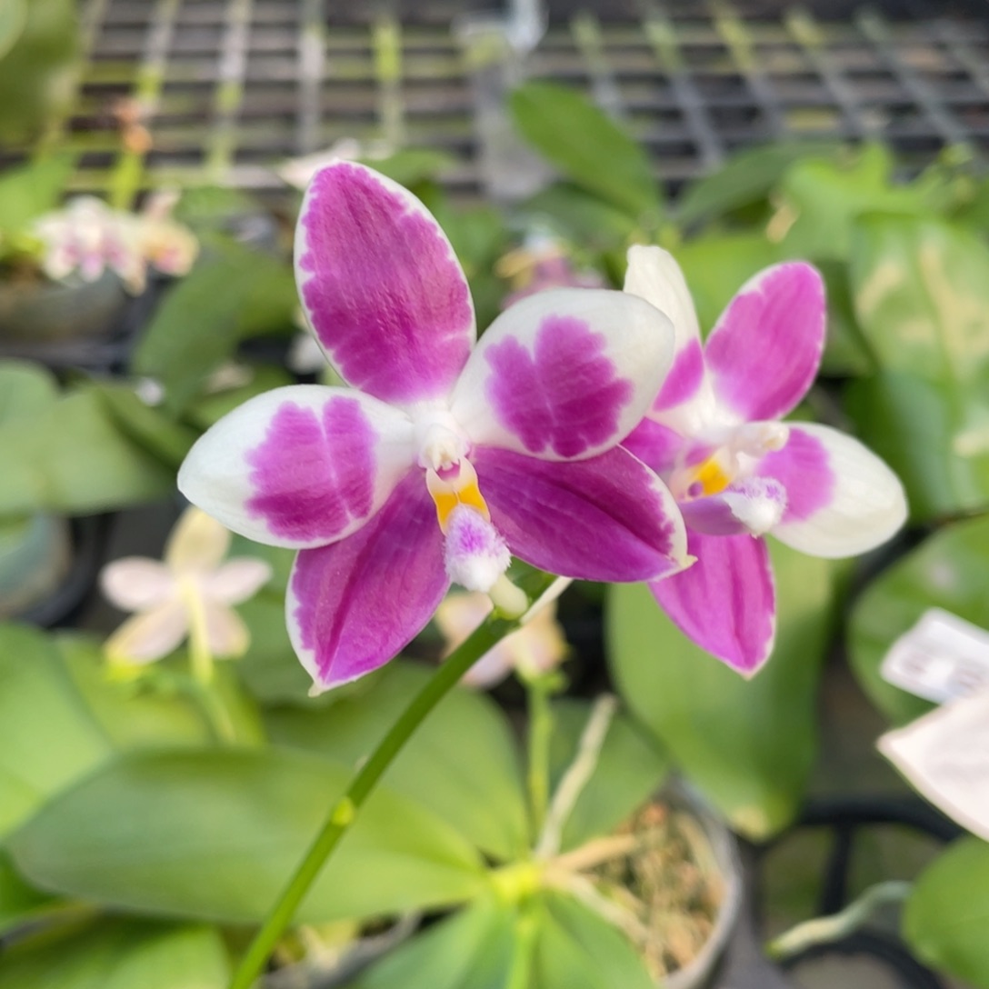 完全开放056开花株