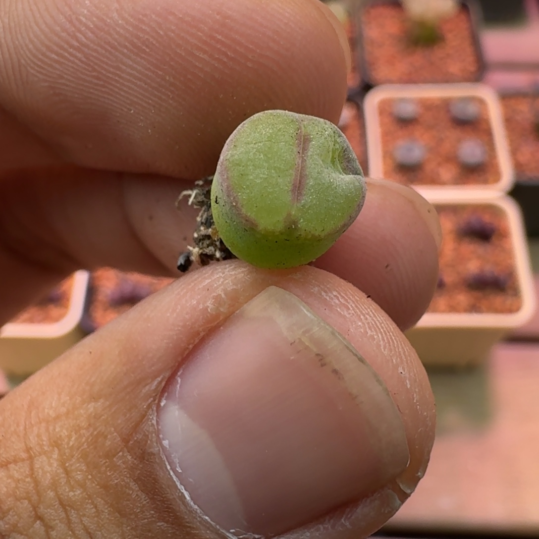 云缦精品番杏28.25 粉女 隔了一下