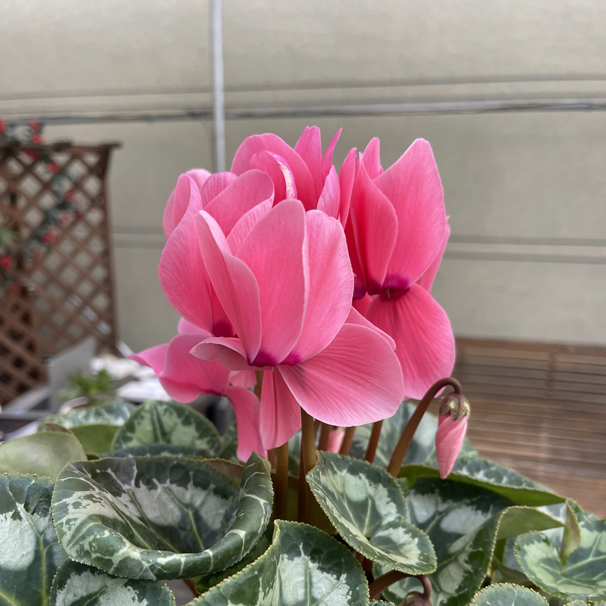 超大盆【水蜜桃】仙客来盆栽四季开花客厅阳台好养花卉