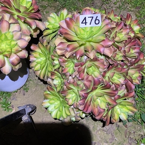 多肉植物法师486韶华