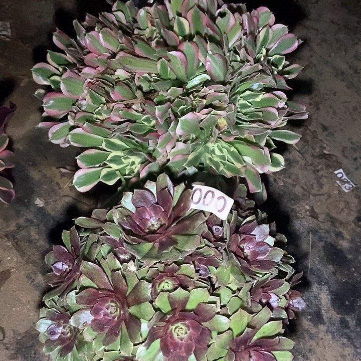 白凤 红丝绒多肉000