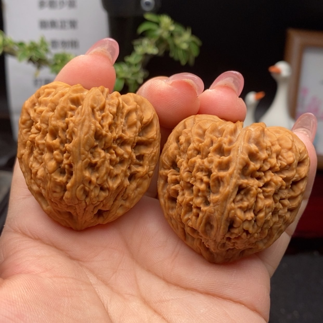 【闪购商品】28南将石 逐鹿。全品精对 边42.5