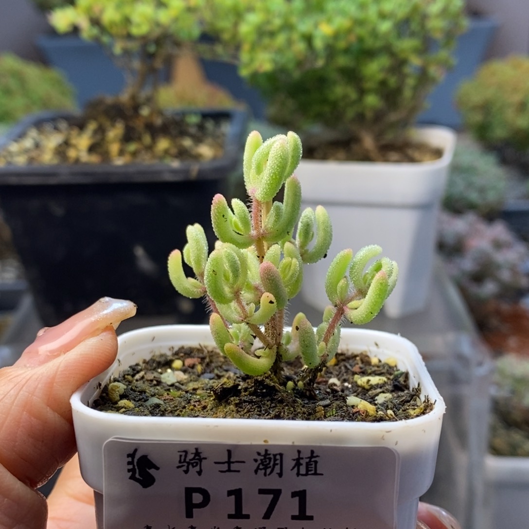 171红宝石锦枝干番杏