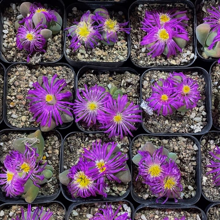 无比玉2.8带盆土