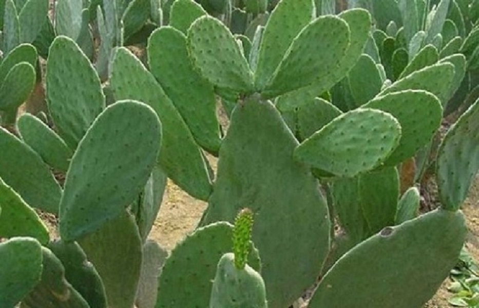 云南宝塔蔬菜仙人掌基地直发新鲜发货美容盆用耐寒阳台小院