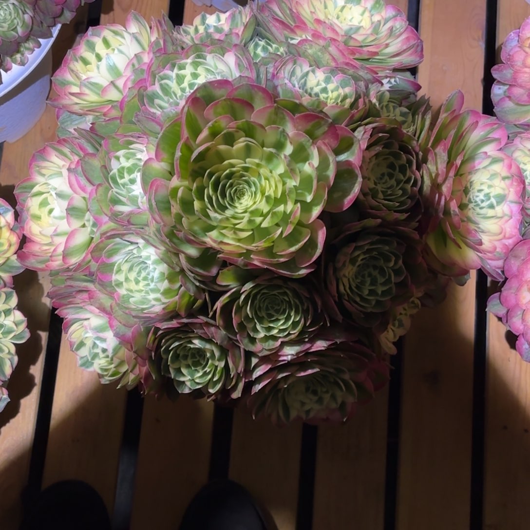 女***氓云南多肉植物海鲜