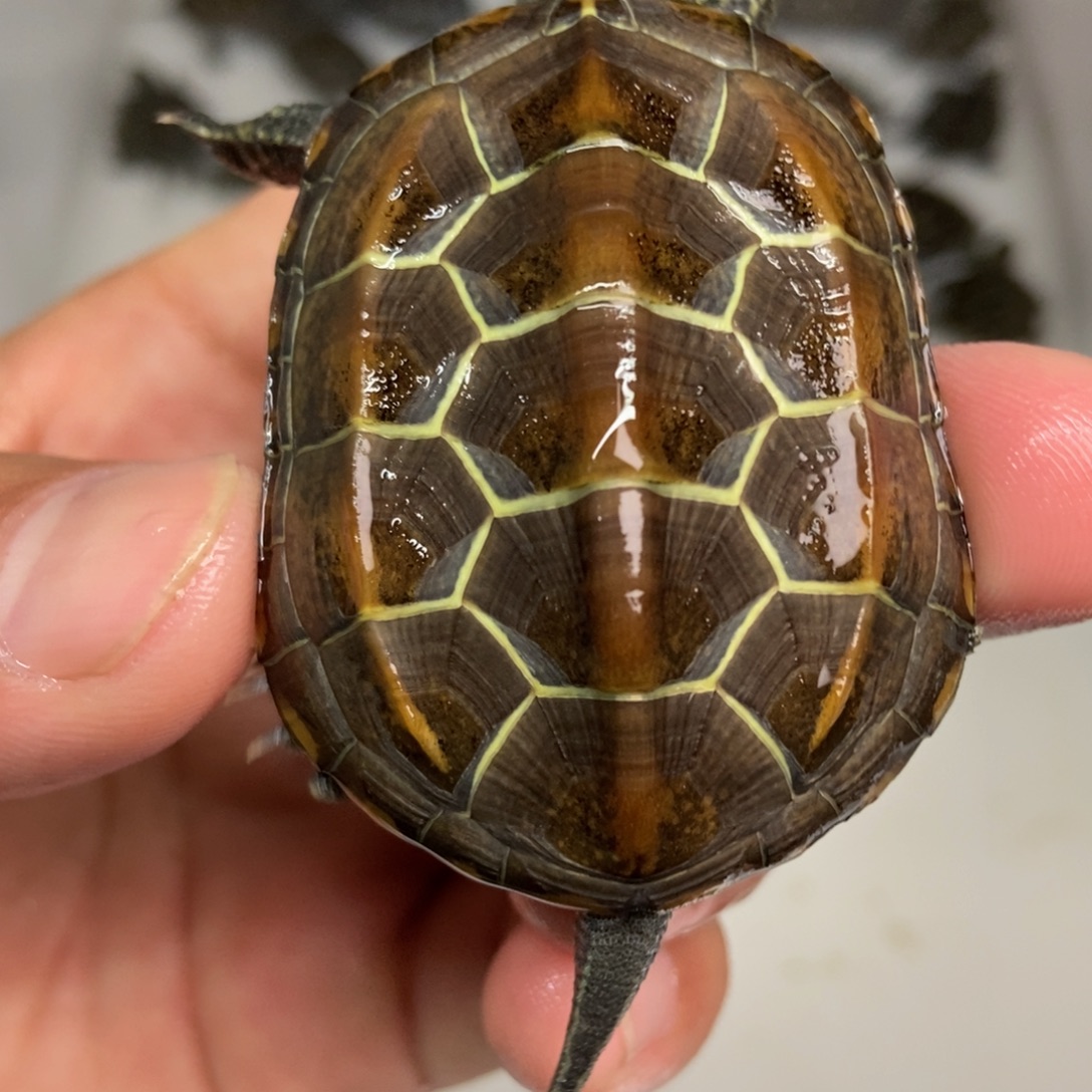 中华草龟公母搭配