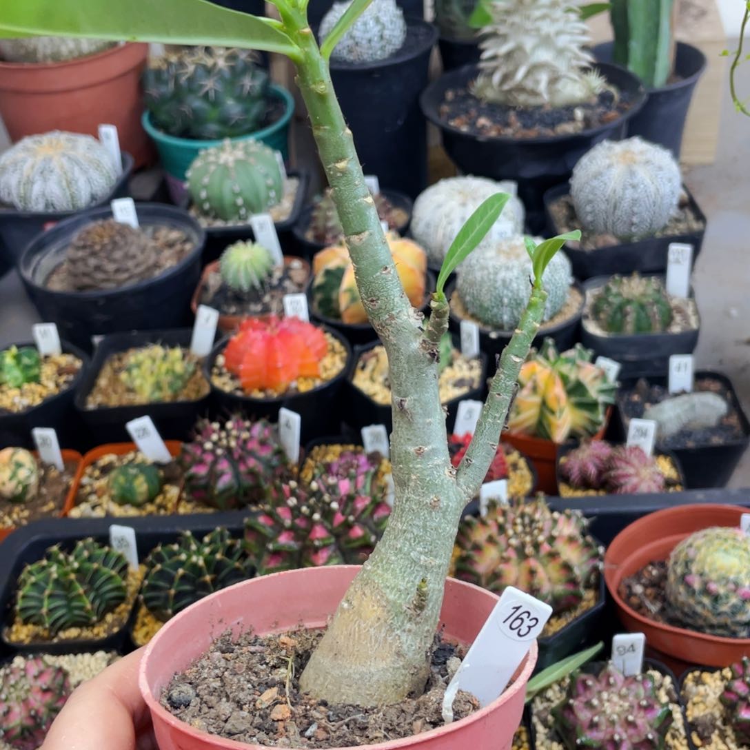 盆5公分满25包邮裸根发货