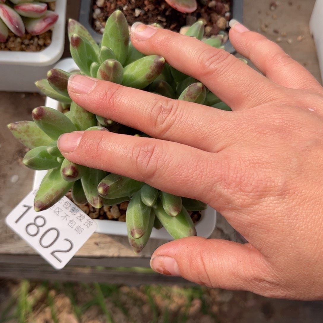 大1802；g d h f n b v cv n