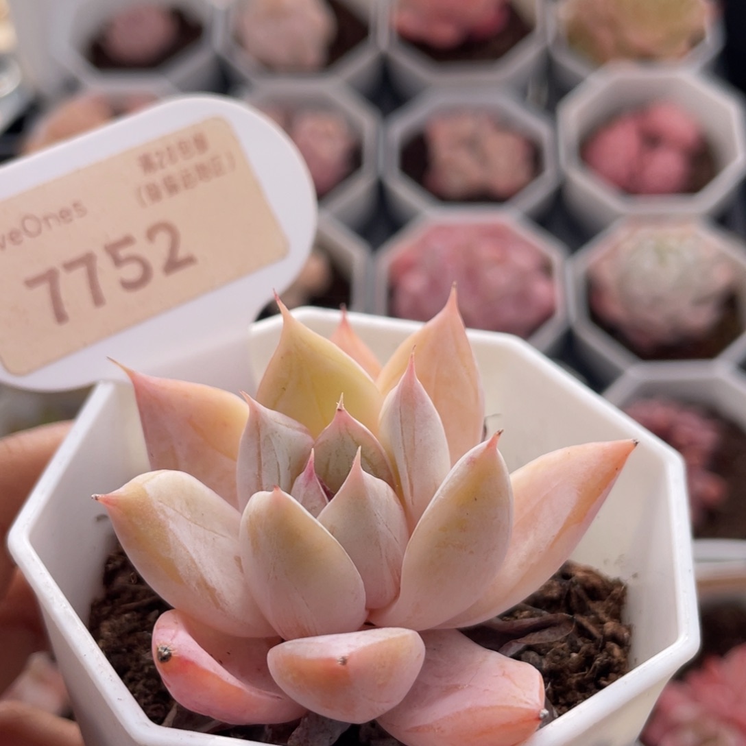 冰川7752-5.0厘米