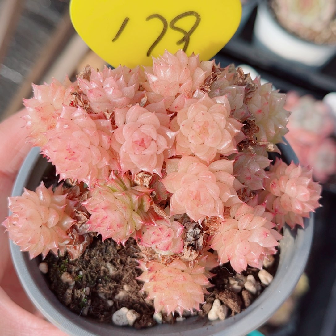 179号小老桩麦秆群不包整