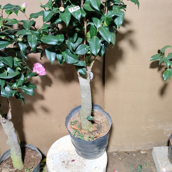 玲*?704康乃卢馨，原盆原土发货，不包邮