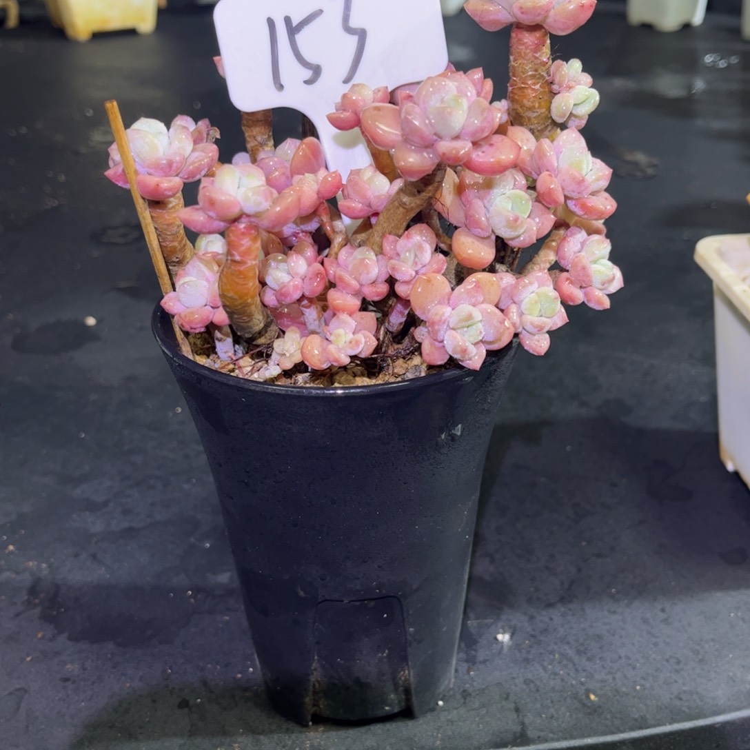 153 小曹年度一物一拍