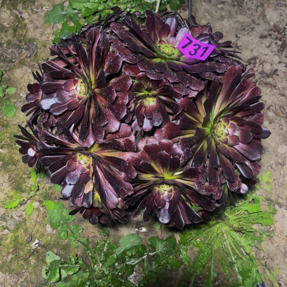 墨铜法师16////23包邮