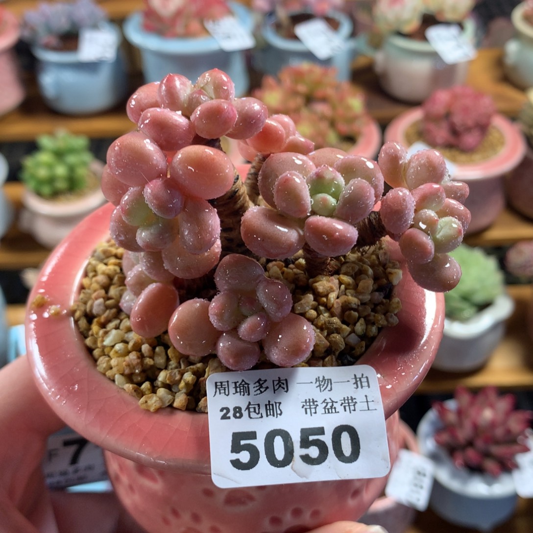 5厘米盆精控多肉5050