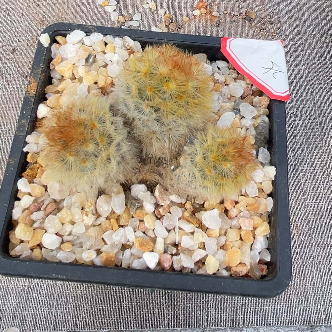 *****仙人球实生嘉文丸