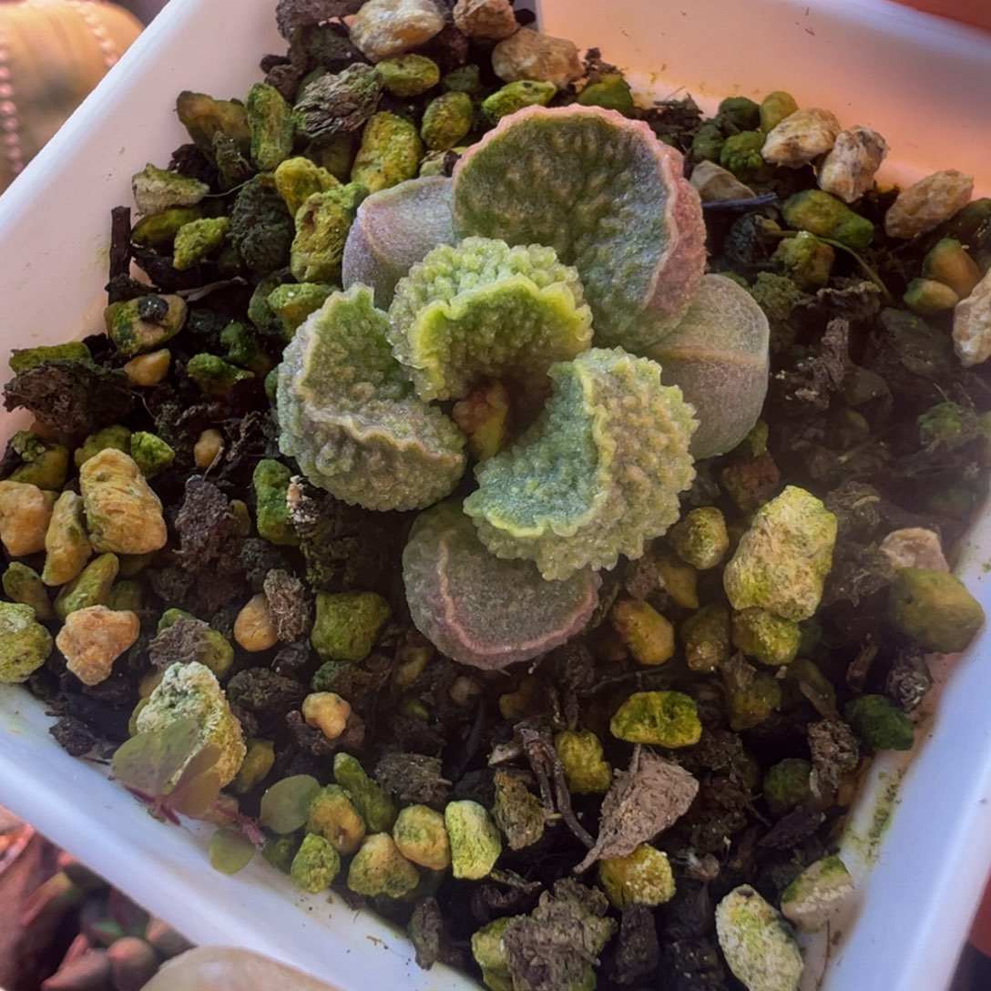 一物一拍，带盆发货，感谢支持