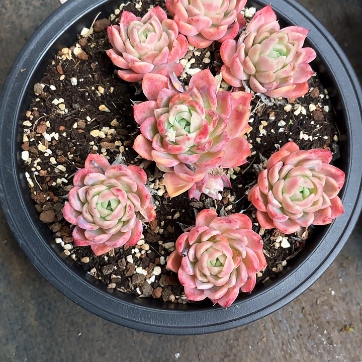 多肉植物，红女巫