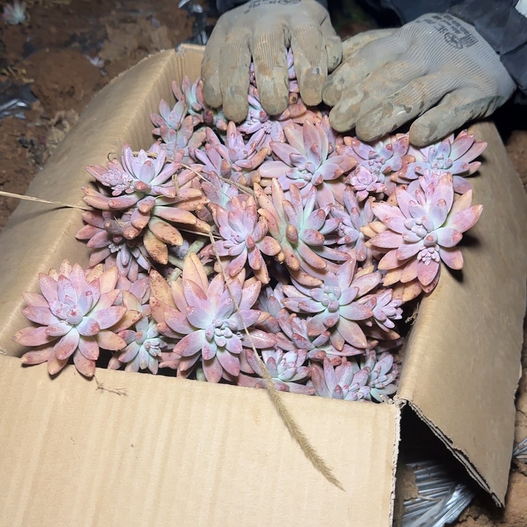 箱拍秋丽多肉轻微断肢不售后看好在拍